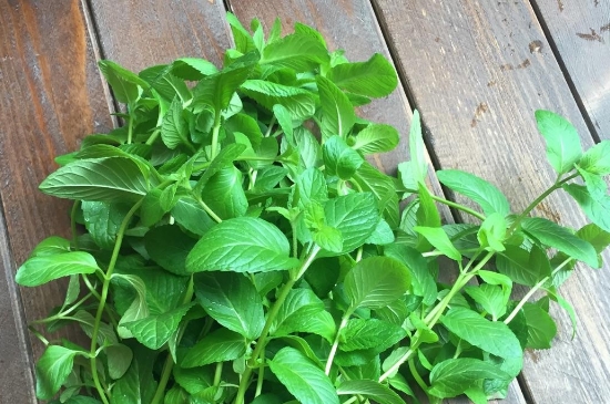 薄荷茶的功效與作用，喝薄荷茶有什么好處？