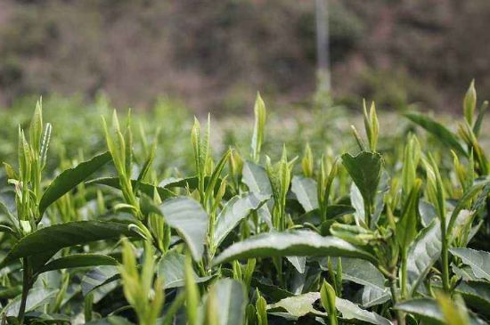 喝黃金茶禁忌，什么人不能喝黃金芽茶？