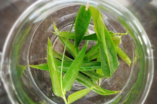 竹葉茶的禁忌，竹葉泡茶的功效禁忌