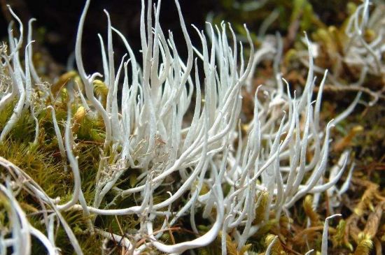 麗江雪茶的禁忌，白雪茶的副作用