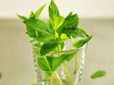 喝茶治口臭嗎，什么茶治口臭好？