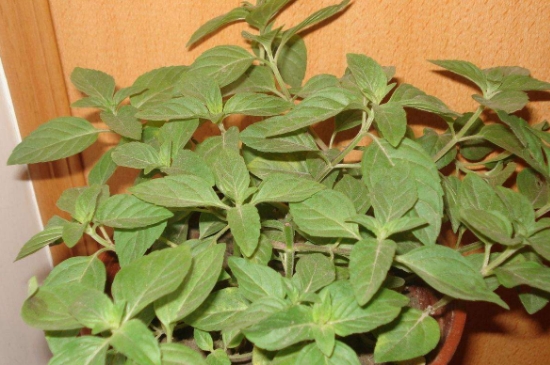 薄荷茶的功效與作用，喝薄荷茶有什么好處？