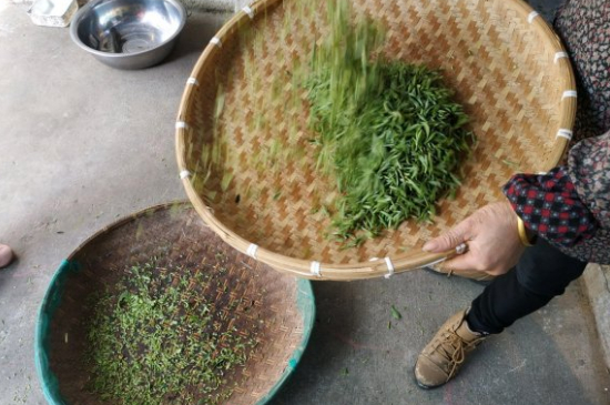 炒青茶為什么便宜，炒青綠茶好喝嗎？