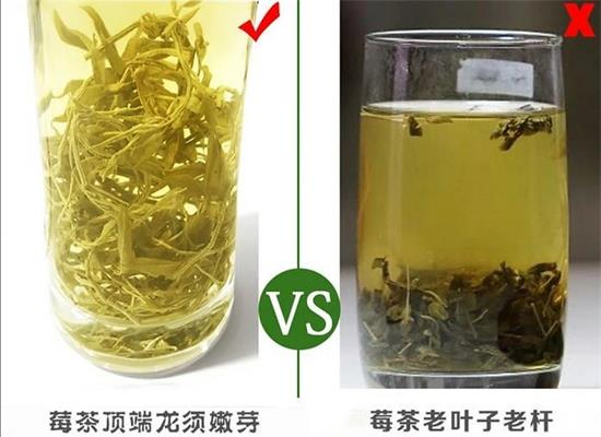 張家界茅巖莓茶與藤茶是同一種茶嗎，藤茶跟莓茶一不一樣？