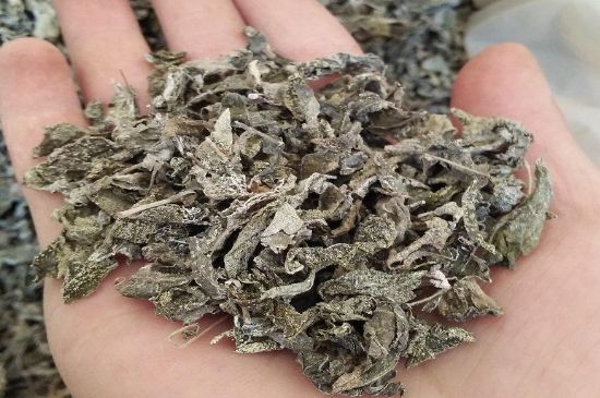 張家界莓茶真假對比，野生莓茶的鑒別方法