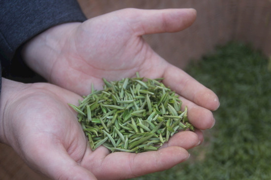 茶葉可以放冰箱嗎，茶需要放冰箱保存嗎