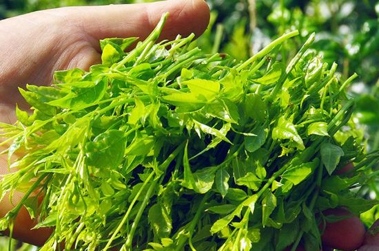 茅巖莓茶別名是什么，莓茶別名叫藤茶嗎？