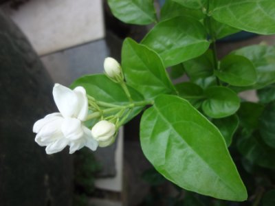 茉莉和什么一起泡最好，茉莉茶有幾種搭配？