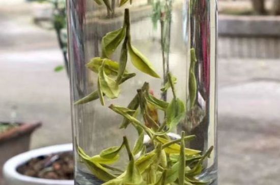 蒸汽煮茶器適合什么茶，蒸汽煮茶器適合用綠茶嗎？
