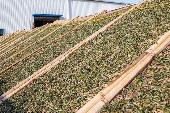 武夷巖茶的初制、精制加工工藝詳細(xì)講解