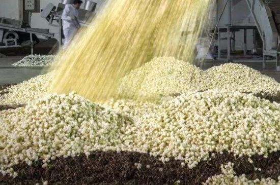 茉莉龍珠怎么做的，茉莉龍珠的制作工藝