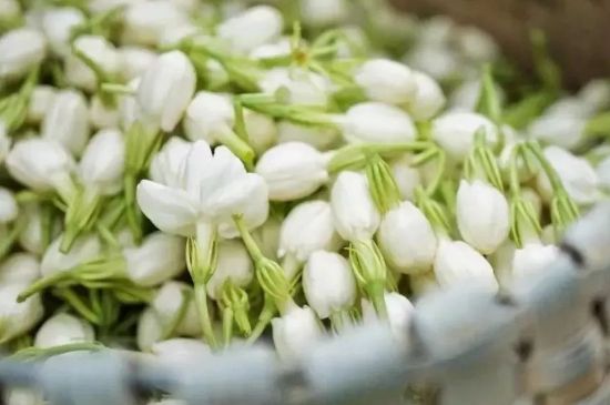 十大排毒養(yǎng)顏花茶，喝什么花茶排毒養(yǎng)顏