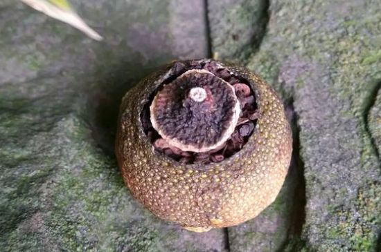 家庭自制柑普茶方法，小青柑制作9個步驟竅門（圖片）