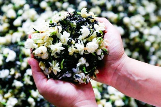 茉莉花和什么在一起喝好，茉莉花喝什么茶搭配？