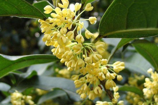 干桂花茶的制作方法，怎樣自制桂花茶？