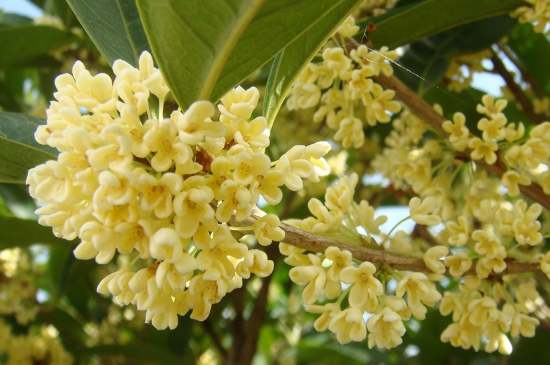 茉莉茶一次泡幾朵，茉莉茶放多少