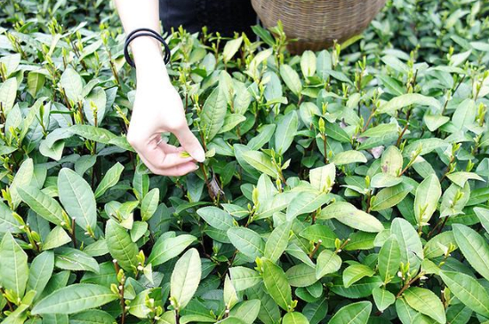 采茶的方法與步驟，如何正確采摘茶葉？