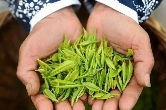 摘茶葉最快的方法，采摘茶葉怎么才能快？