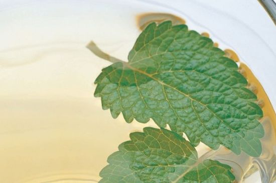 薄荷葉茶怎么制作，薄荷如何做成干茶葉
