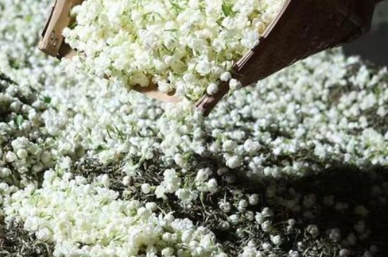 茉莉茶葉的功效與禁忌，什么人不適合喝茉莉花茶？