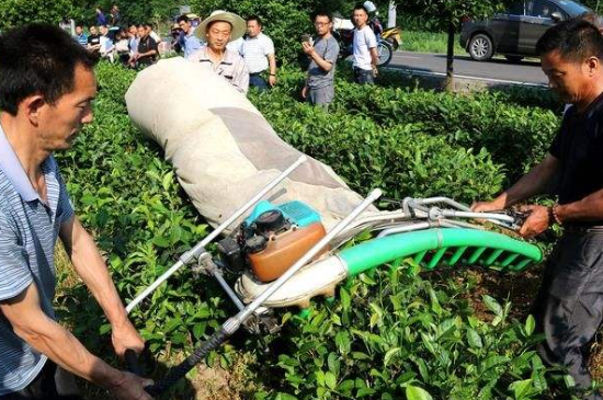 采茶的方法與步驟，如何正確采摘茶葉？