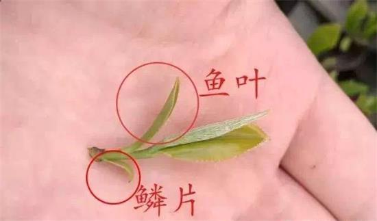 摘茶葉最快的方法，采摘茶葉怎么才能快？