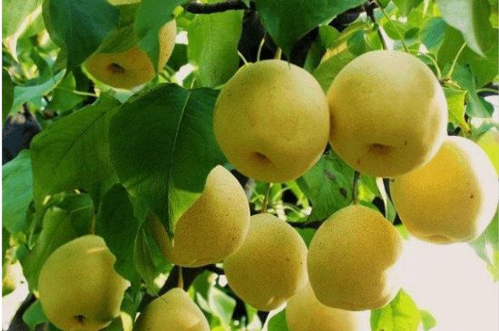 一把真正的本山綠泥壺最低多少錢，什么價(jià)格能買到本山綠泥紫砂壺？