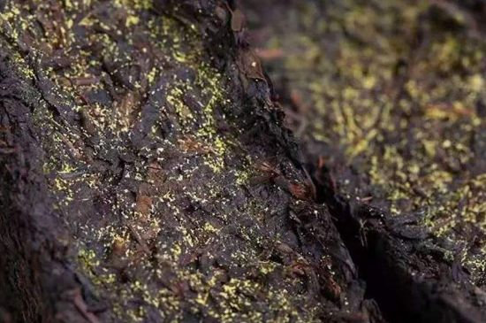 茯磚茶與普洱茶哪個好，茯茶和普洱茶口味區(qū)別