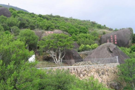 宋種一號(hào)價(jià)值為什么高，鳳凰單樅宋種1號(hào)價(jià)格與產(chǎn)量多少？