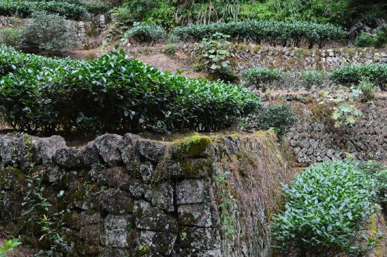 拼配的馬頭巖肉桂，還配叫馬肉嗎？請叫它“馬頭巖大紅袍”