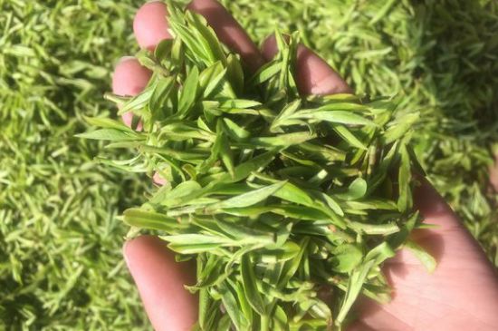 龍井好喝還是毛尖好喝，綠茶是龍井好還是毛尖好？