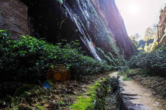 肉桂茶和大紅袍哪個(gè)貴，武夷山肉桂與大紅袍的價(jià)格比較