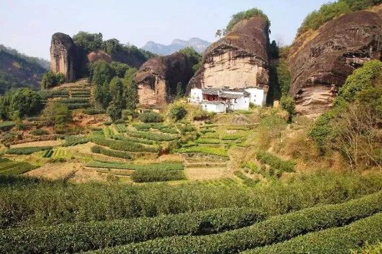 馬頭巖肉桂是大紅袍嗎，大紅袍肉桂屬于什么茶？