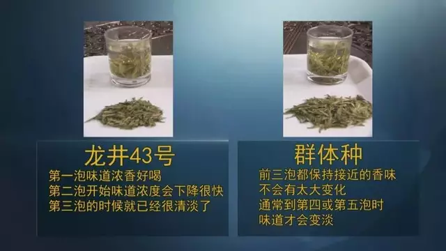 龍井群體種和43號的區(qū)別圖片，龍井43和群體種哪個好喝？