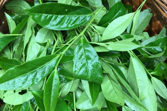 大紅袍可以放10年嗎，大紅袍放了十年能喝嗎