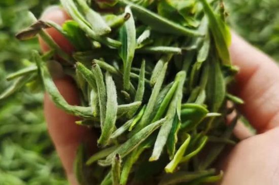 金壇雀舌算不算好茶，金壇雀舌屬于什么檔次茶葉？