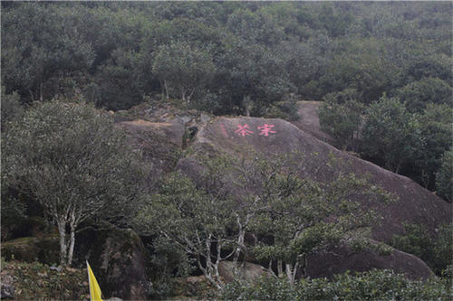 宋種一號(hào)價(jià)值為什么高，鳳凰單樅宋種1號(hào)價(jià)格與產(chǎn)量多少？