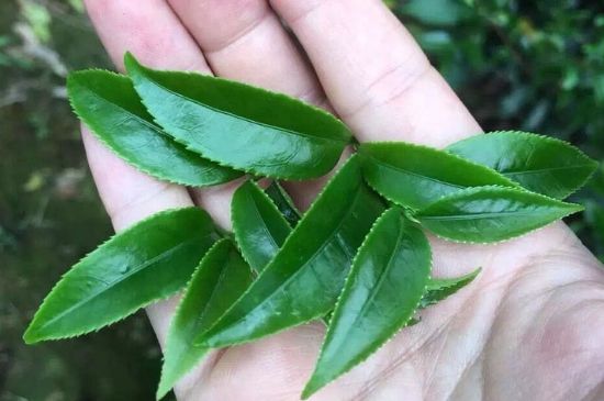 鋸朵仔跟鴨屎香哪個(gè)貴，鋸朵子和鴨屎香哪個(gè)好喝？