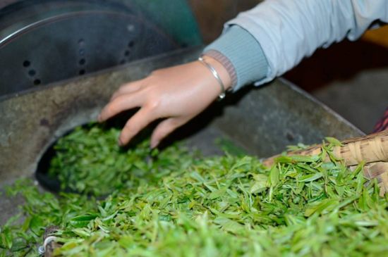 雀舌有一股青草味，雀舌為什么有青草味？