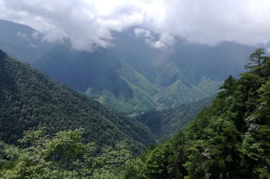 300塊錢的金駿眉能喝嗎，兩三百多金駿眉和一千多區(qū)別