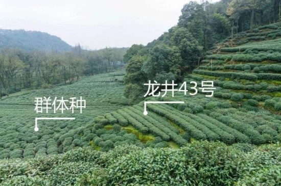 43號(hào)龍井屬于好茶嗎，龍井茶43號(hào)是什么意思？