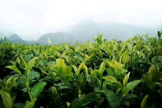 一天3杯紅茶抗癌，常飲紅茶對(duì)身體有好處！