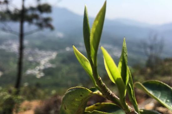 鳳凰單樅什么人不能喝，哪些人不能飲單叢茶