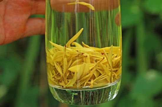 茶中奇葩黃金芽，安吉白茶中黃金芽的特點(diǎn)