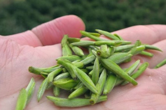 什么綠茶茶葉唇齒留香，哪個品種綠茶香氣好？