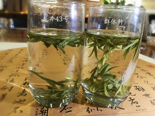烏牛早和龍井的區(qū)別圖片，龍井43號(hào)和烏牛早茶的對(duì)比