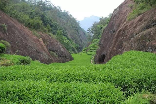 武夷山為什么盛產(chǎn)茶葉，武夷山茶為什么好喝？