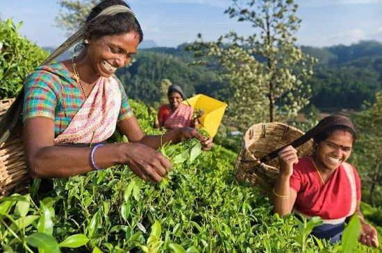 中國最好紅茶排名，中國最著名的十大紅茶