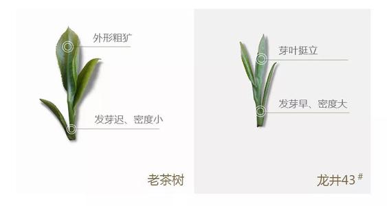 43號(hào)龍井屬于好茶嗎，龍井茶43號(hào)是什么意思？