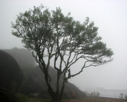 宋種一號(hào)價(jià)值為什么高，鳳凰單樅宋種1號(hào)價(jià)格與產(chǎn)量多少？